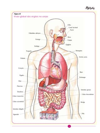 85
PPPPP EEEEEAAAAARRRRROOOOOFFFFF
Pele
Visão global dos órgãos no corpo
Olho
Canal lacrimal
Nariz
Boca
Língua
Glândulas salivares
Faringe
Epiglote
Esôfago
Traquéia
Pulmão
Brônquios
Artéria aorta
Coração
Fígado
Baço
Estômago
Pâncreas
Duodeno
Intestino grosso
Cólon ascendente
Cólon transverso
Cólon descendente
Intestino delgado
Sigmóide
Bexiga
Rim
Figura 44
 