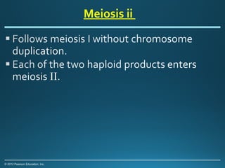 meiosis powerpoint presentation | PPT
