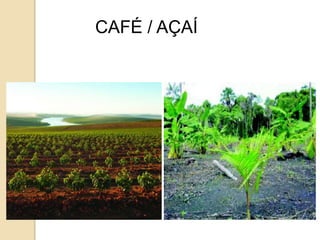 CAFÉ / AÇAÍ 
 