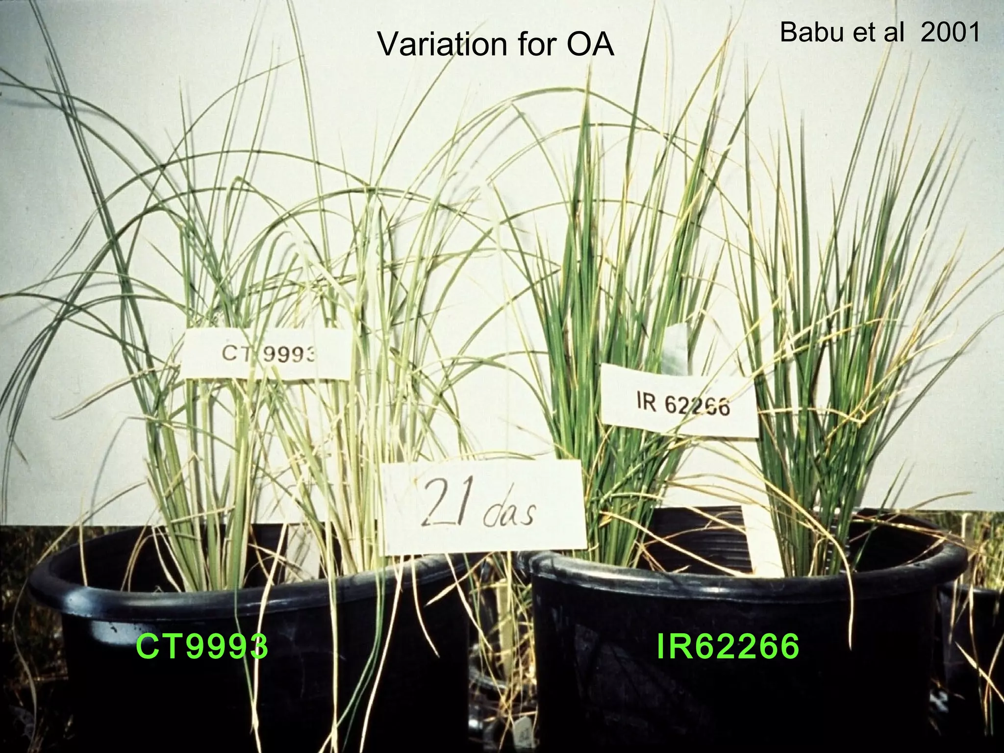 CT9993 IR62266
Babu et al 2001
Variation for OA
 