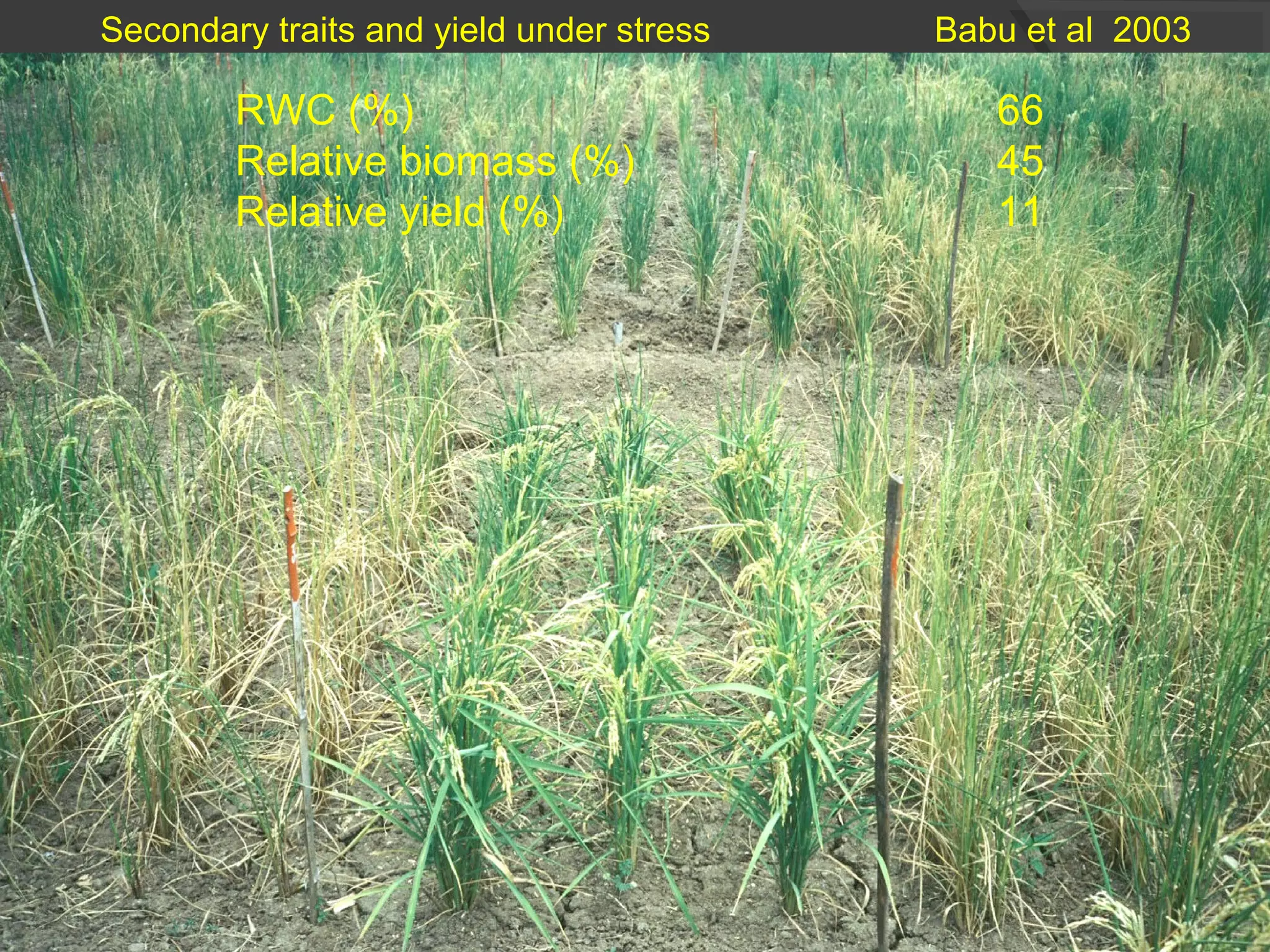 RWC (%) 66
Relative biomass (%) 45
Relative yield (%) 11
Secondary traits and yield under stress Babu et al 2003
 