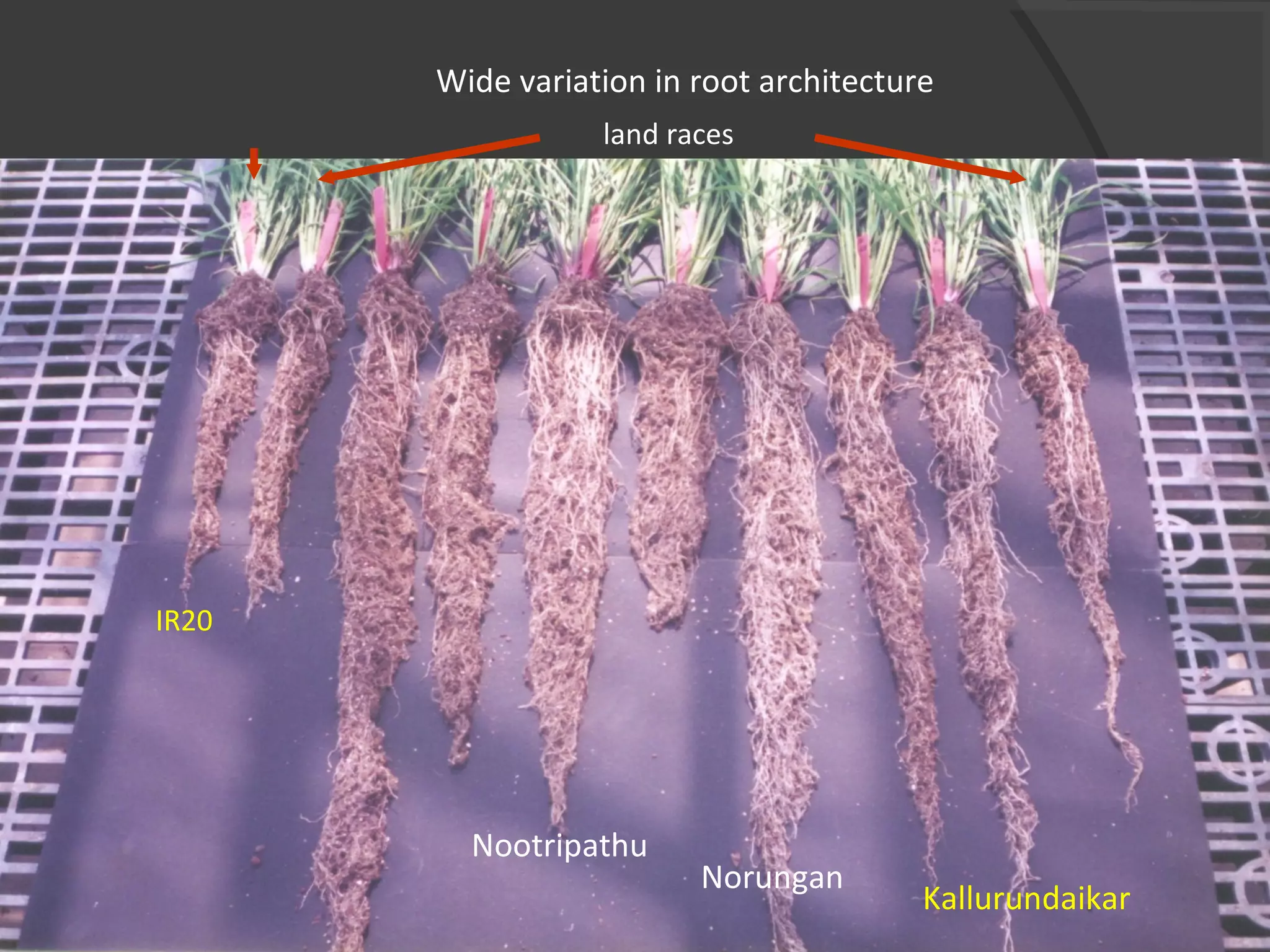 land races
Nootripathu
Norungan
Kallurundaikar
IR20
Wide variation in root architecture
 