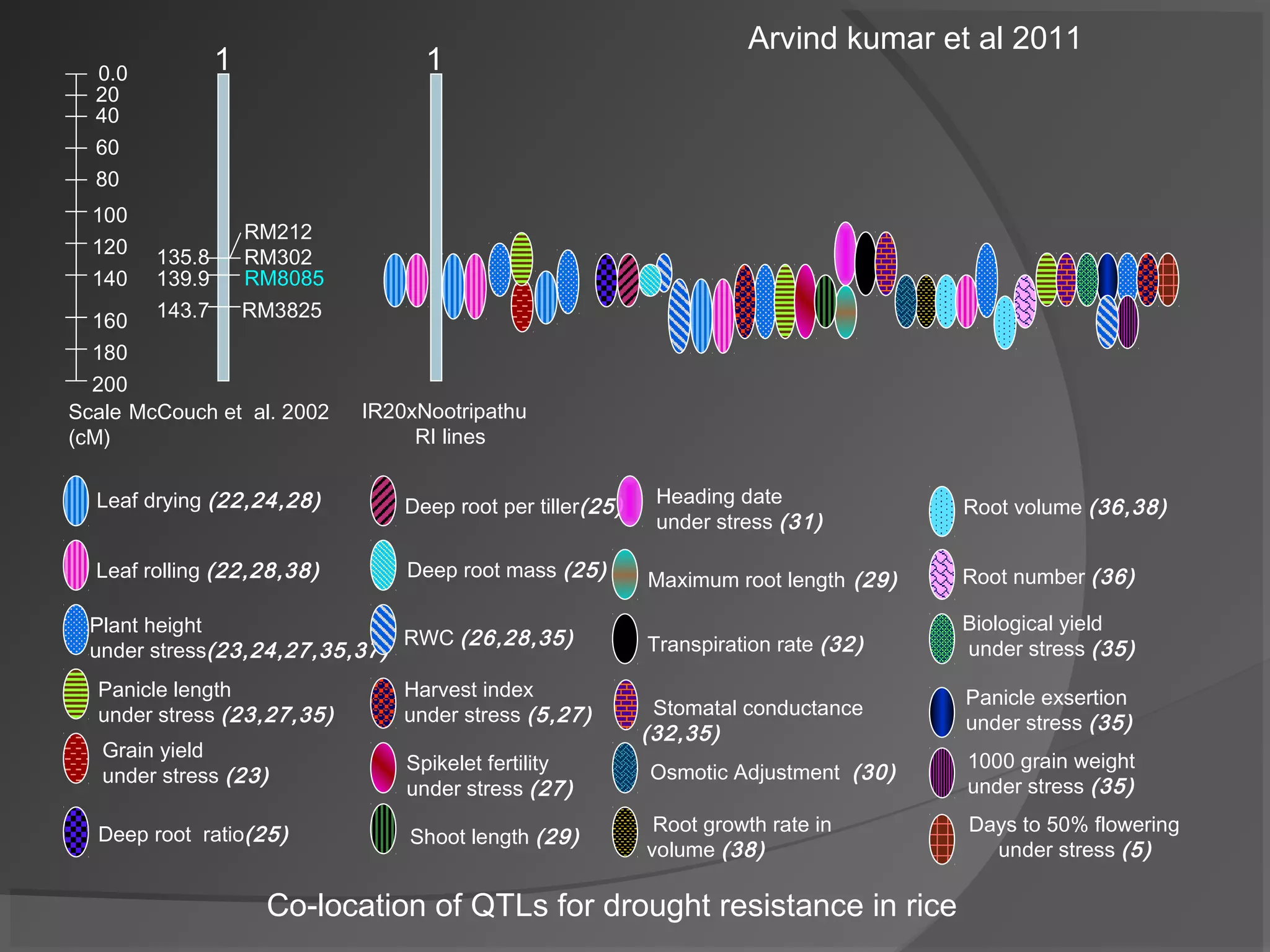 Co-location of QTLs for drought resistance in rice
IR20xNootripathu
RI lines
Scale
(cM)
0.0
20
40
60
80
100
120
140
160
180
200
McCouch et al. 2002
139.9 RM8085
RM212
RM302
RM3825143.7
135.8
Osmotic Adjustment (30)
Deep root mass (25)
Deep root per tiller(25)Leaf drying (22,24,28)
Deep root ratio(25)
Root number (36)
Panicle exsertion
under stress (35)
Days to 50% flowering
under stress (5)
Shoot length (29)
Plant height
under stress(23,24,27,35,37)
Maximum root length (29)
1000 grain weight
under stress (35)
RWC (26,28,35) Transpiration rate (32)
Root growth rate in
volume (38)
Biological yield
under stress (35)
Panicle length
under stress (23,27,35)
Harvest index
under stress (5,27) Stomatal conductance
(32,35)
Spikelet fertility
under stress (27)
Root volume (36,38)
Grain yield
under stress (23)
Leaf rolling (22,28,38)
Heading date
under stress (31)
Arvind kumar et al 2011
1 1
 