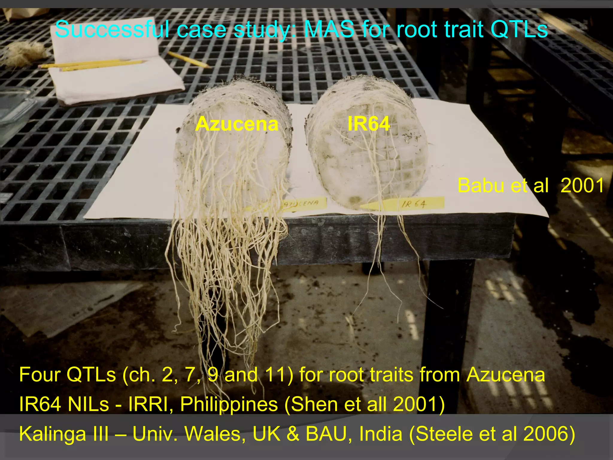 Successful case study: MAS for root trait QTLs
Azucena IR64
Babu et al 2001
Four QTLs (ch. 2, 7, 9 and 11) for root traits from Azucena
IR64 NILs - IRRI, Philippines (Shen et all 2001)
Kalinga III – Univ. Wales, UK & BAU, India (Steele et al 2006)
 