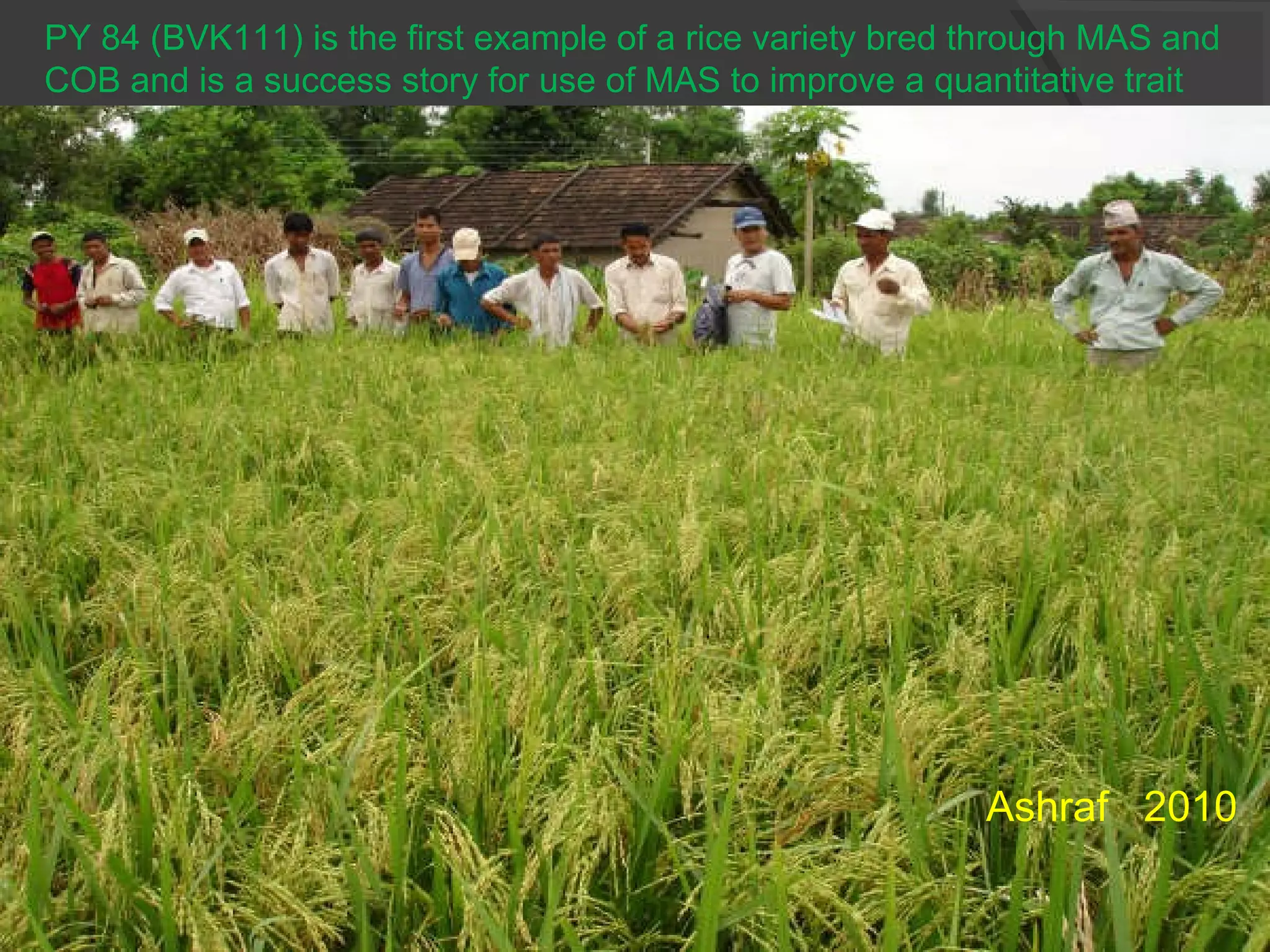 PY 84 (BVK111) is the first example of a rice variety bred through MAS and
COB and is a success story for use of MAS to improve a quantitative trait
Ashraf 2010
 