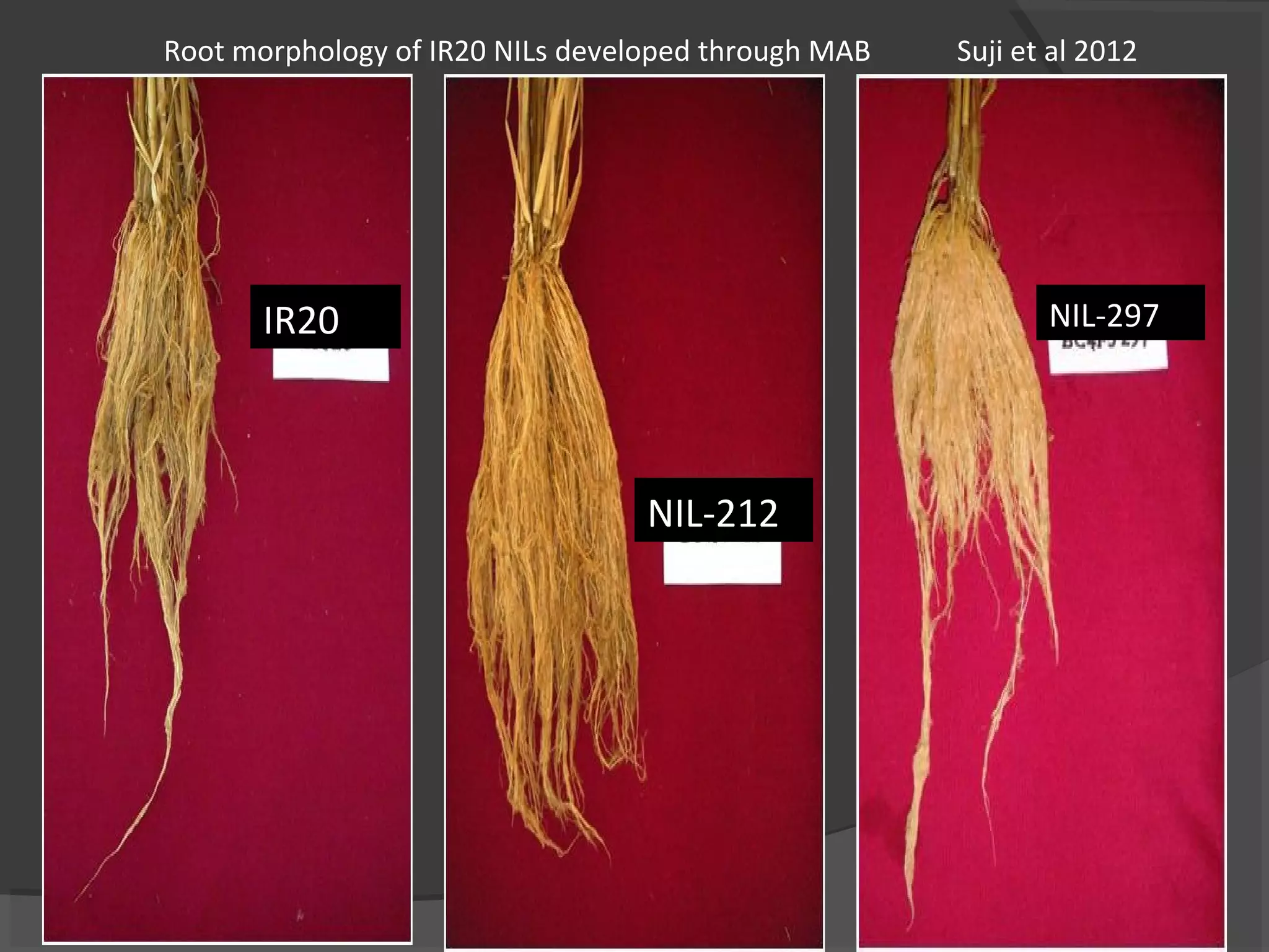 IR20
NIL-212
NIL-297
Root morphology of IR20 NILs developed through MAB Suji et al 2012
 