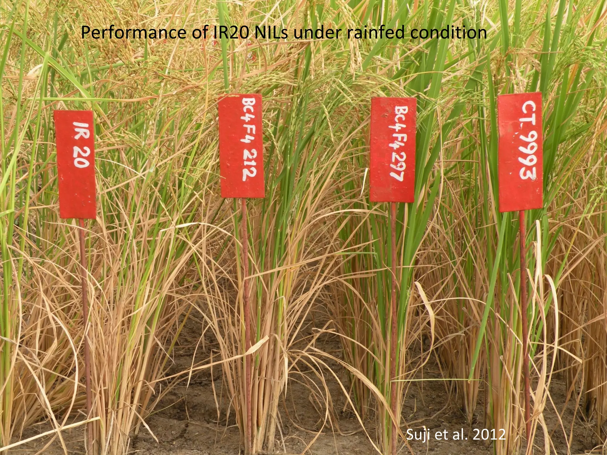 Performance of IR20 NILs under rainfed condition
Suji et al. 2012
 