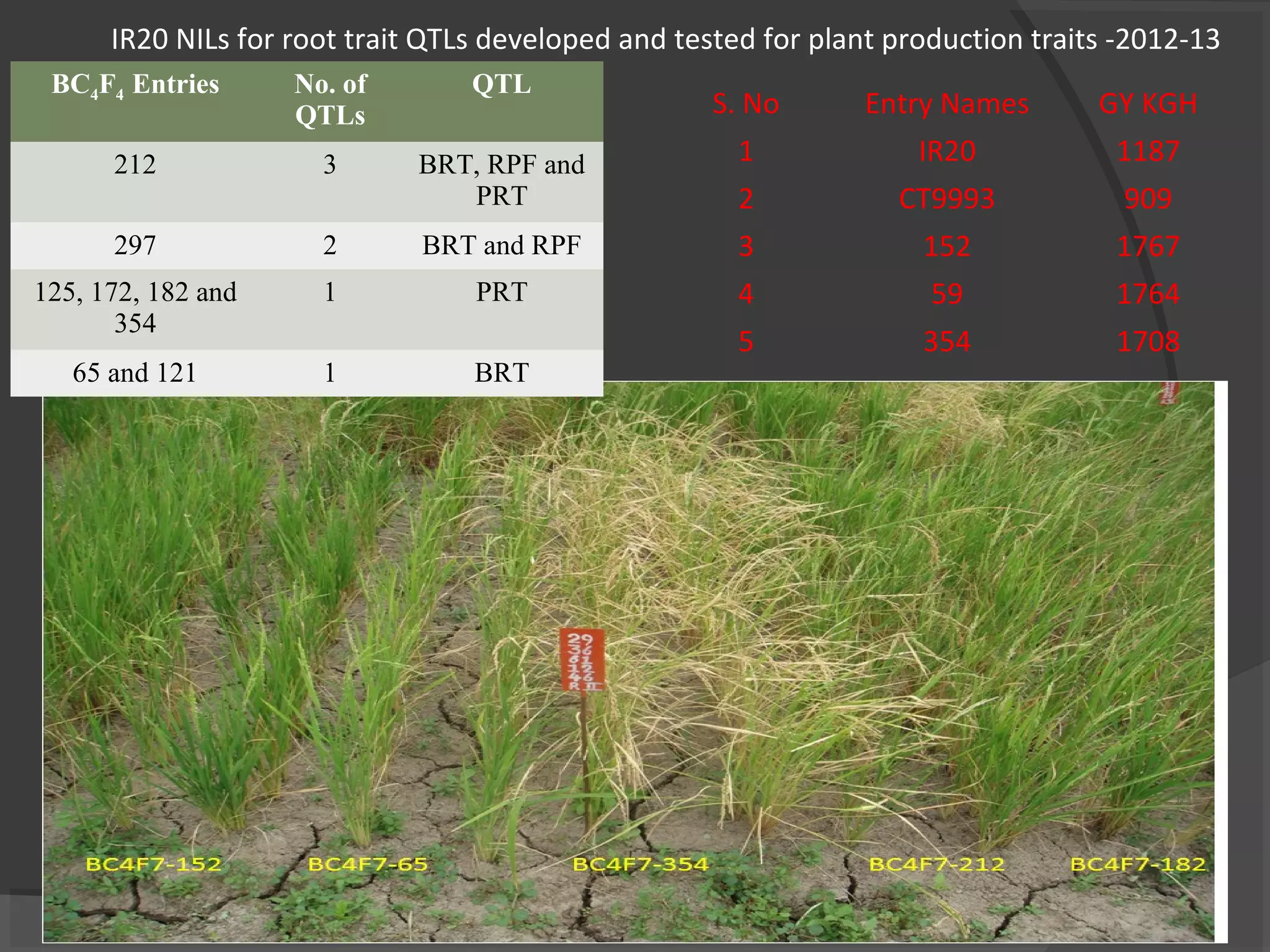 S. No Entry Names GY KGH
1 IR20 1187
2 CT9993 909
3 152 1767
4 59 1764
5 354 1708
IR20 NILs for root trait QTLs developed and tested for plant production traits -2012-13
BC4F4 Entries No. of
QTLs
QTL
212 3 BRT, RPF and
PRT
297 2 BRT and RPF
125, 172, 182 and
354
1 PRT
65 and 121 1 BRT
 