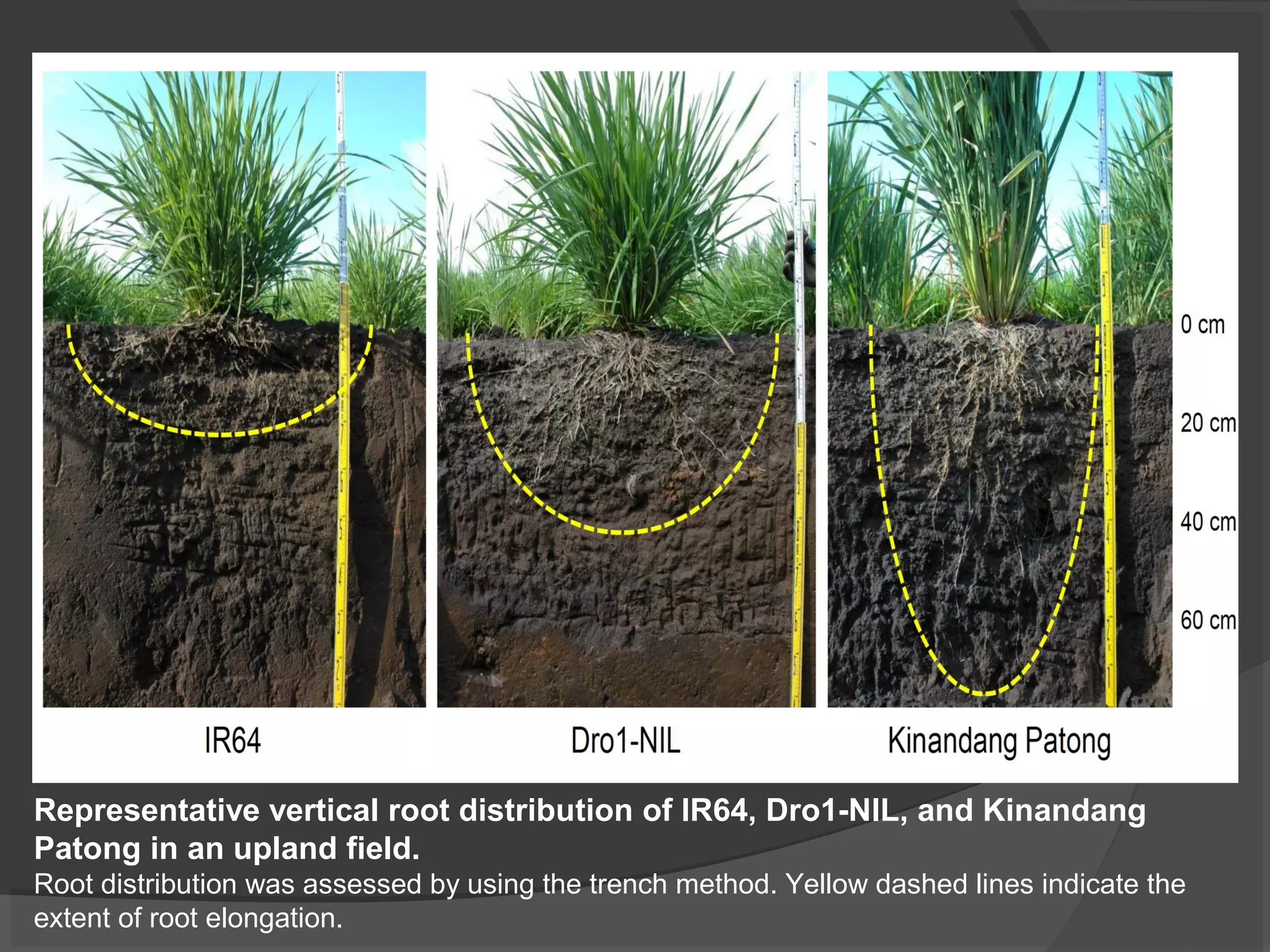 Representative vertical root distribution of IR64, Dro1-NIL, and Kinandang
Patong in an upland field.
Root distribution was assessed by using the trench method. Yellow dashed lines indicate the
extent of root elongation.
 