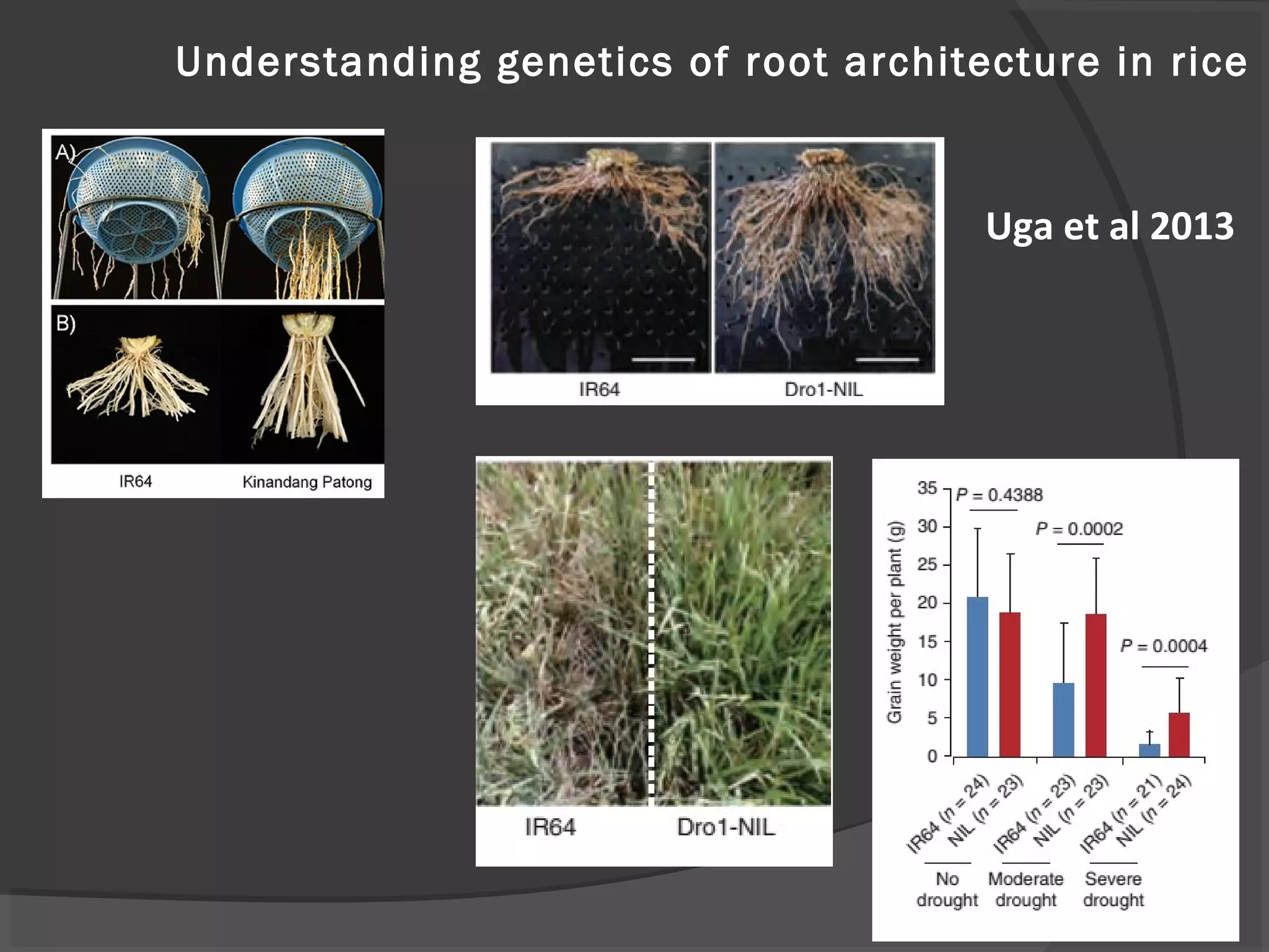 Understanding genetics of root architecture in rice
Uga et al 2013
 