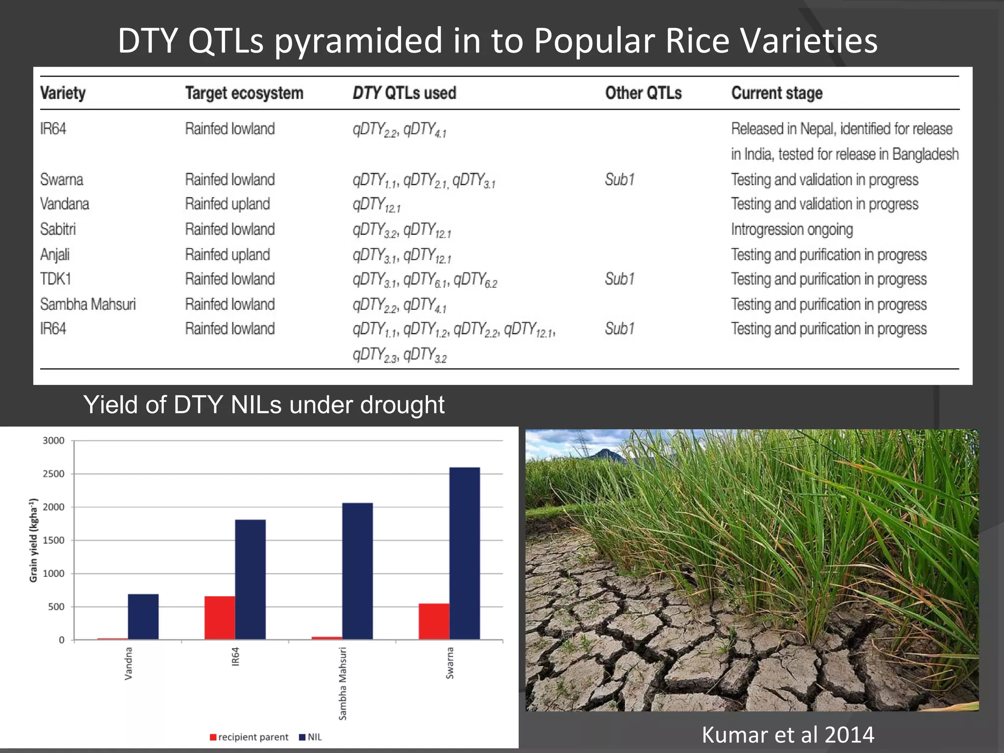 DTY QTLs pyramided in to Popular Rice Varieties
Kumar et al 2014
Yield of DTY NILs under drought
 