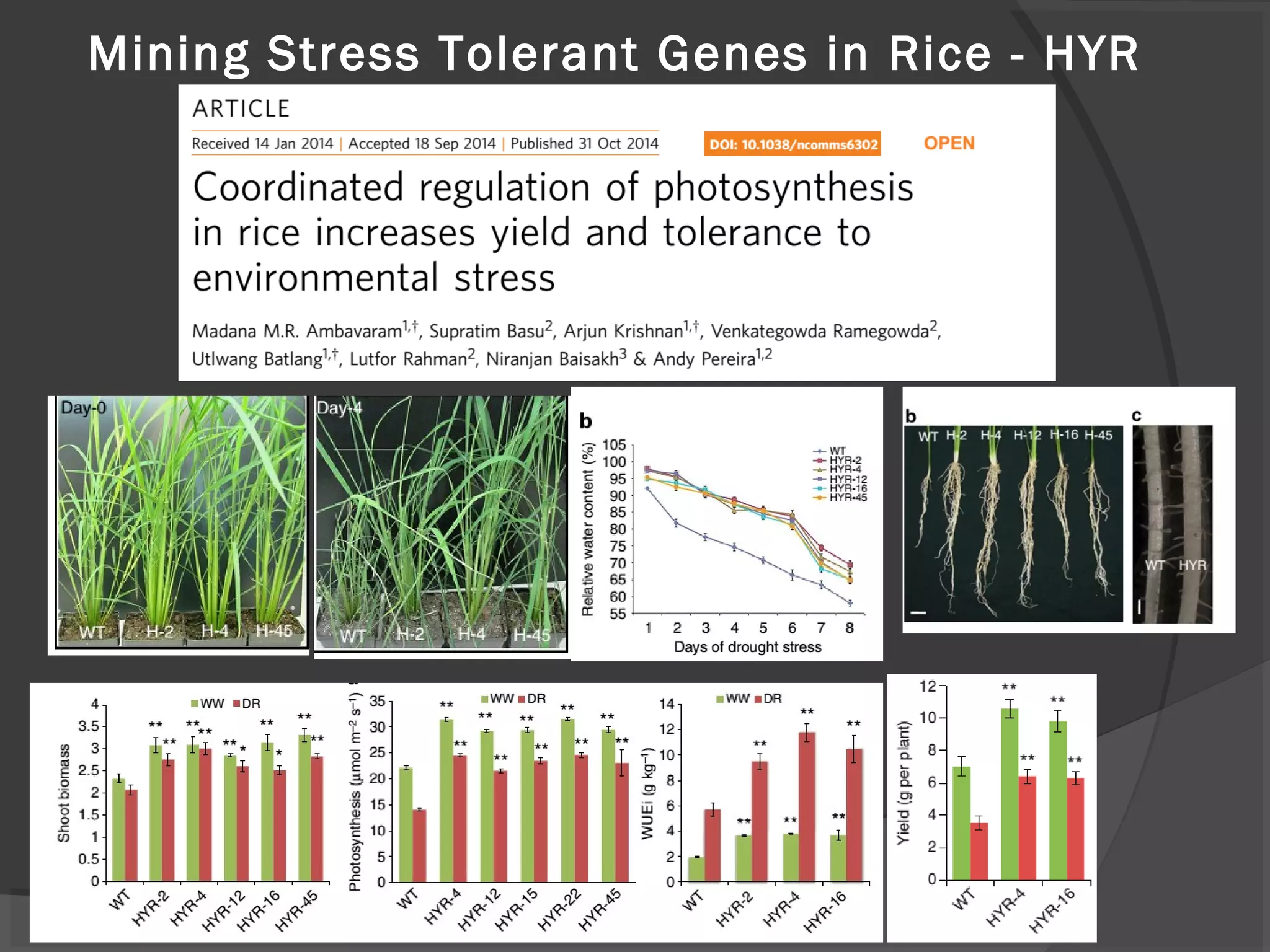 Mining Stress Tolerant Genes in Rice - HYR
 