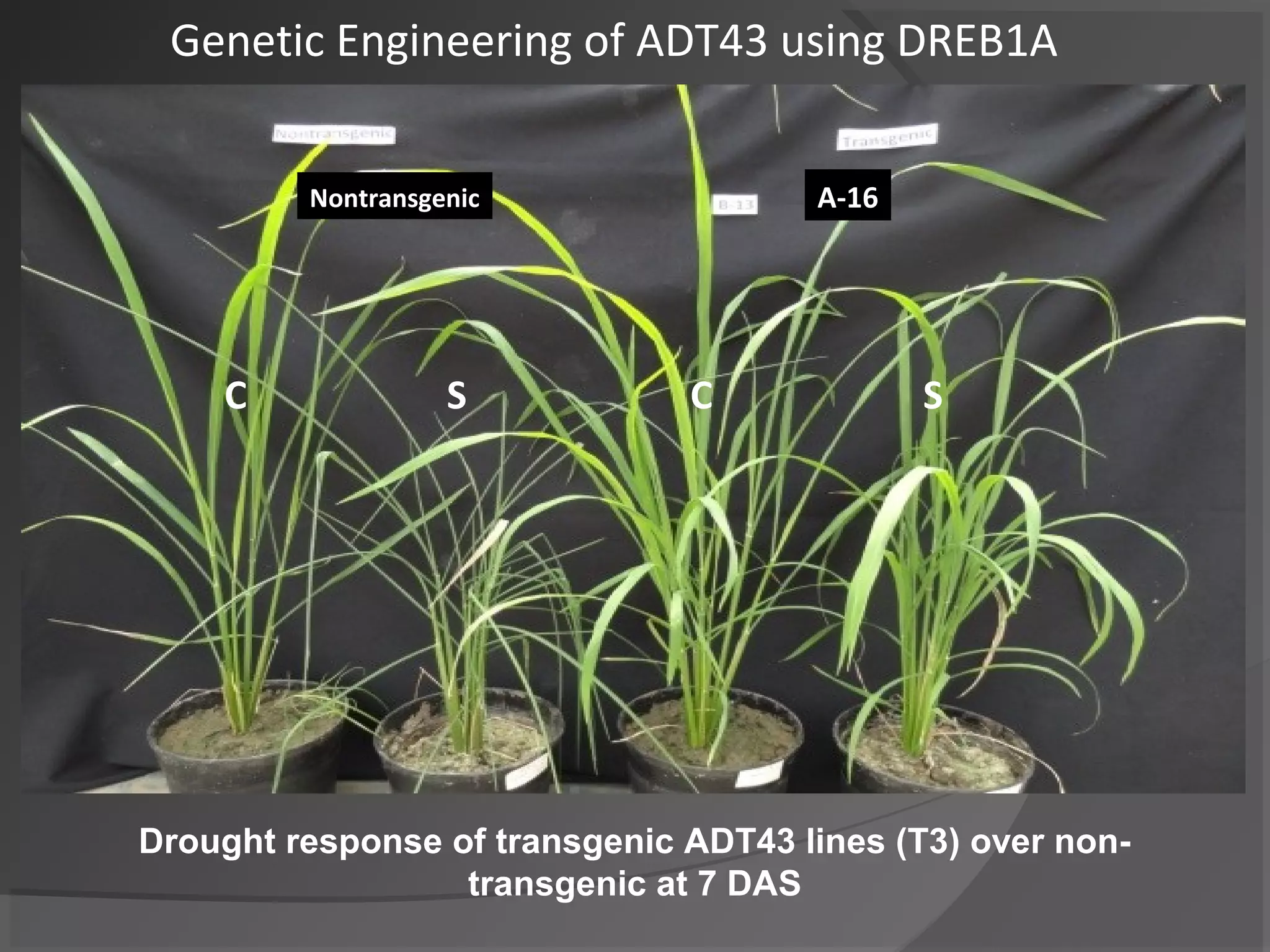 Nontransgenic A-16
CC SS
Drought response of transgenic ADT43 lines (T3) over non-
transgenic at 7 DAS
Genetic Engineering of ADT43 using DREB1A
 