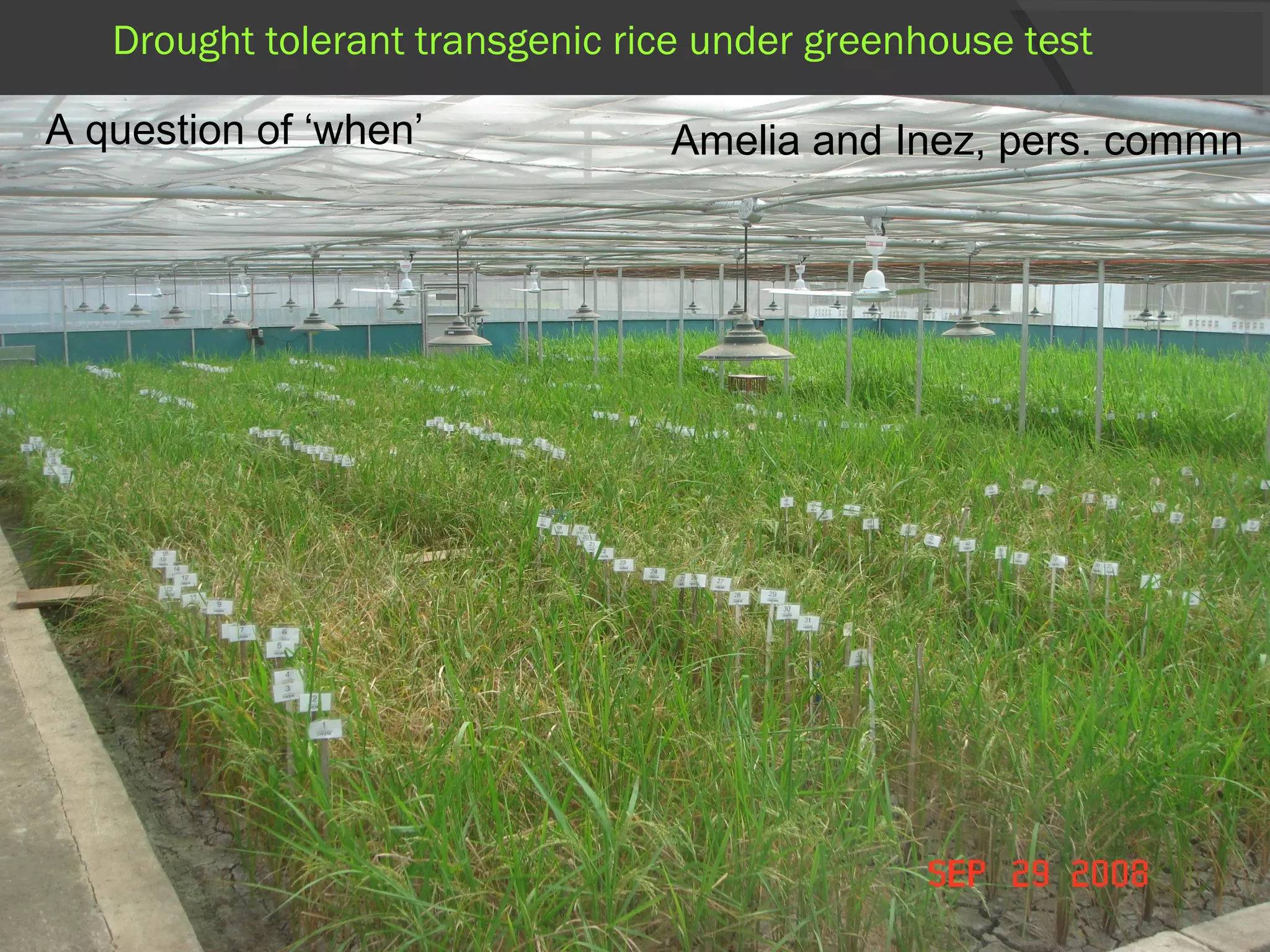 Drought tolerant transgenic rice under greenhouse test
Amelia and Inez, pers. commnA question of ‘when’
 