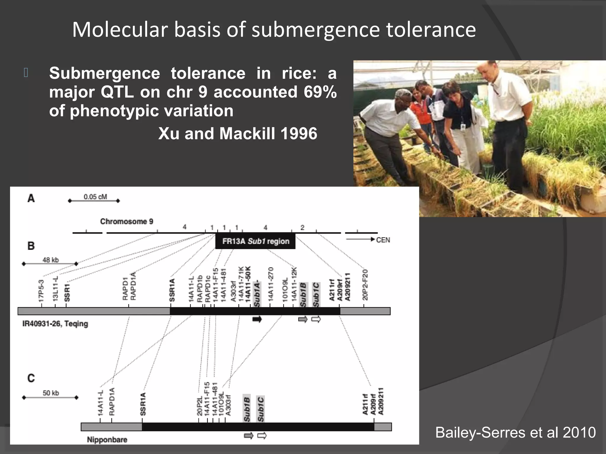  Submergence tolerance in rice: a
major QTL on chr 9 accounted 69%
of phenotypic variation
Xu and Mackill 1996
Molecular basis of submergence tolerance
Bailey-Serres et al 2010
 