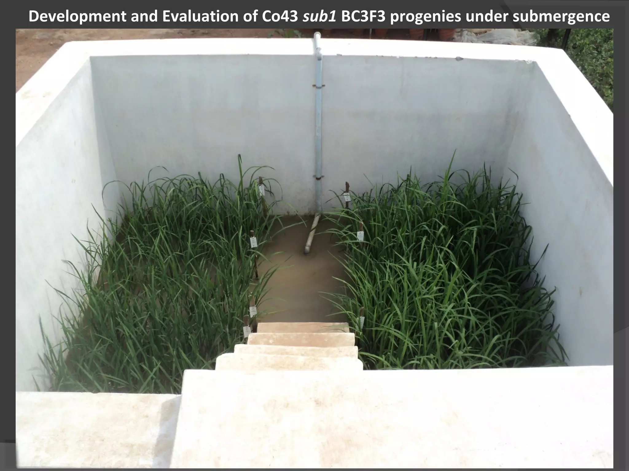 Development and Evaluation of Co43 sub1 BC3F3 progenies under submergence
 