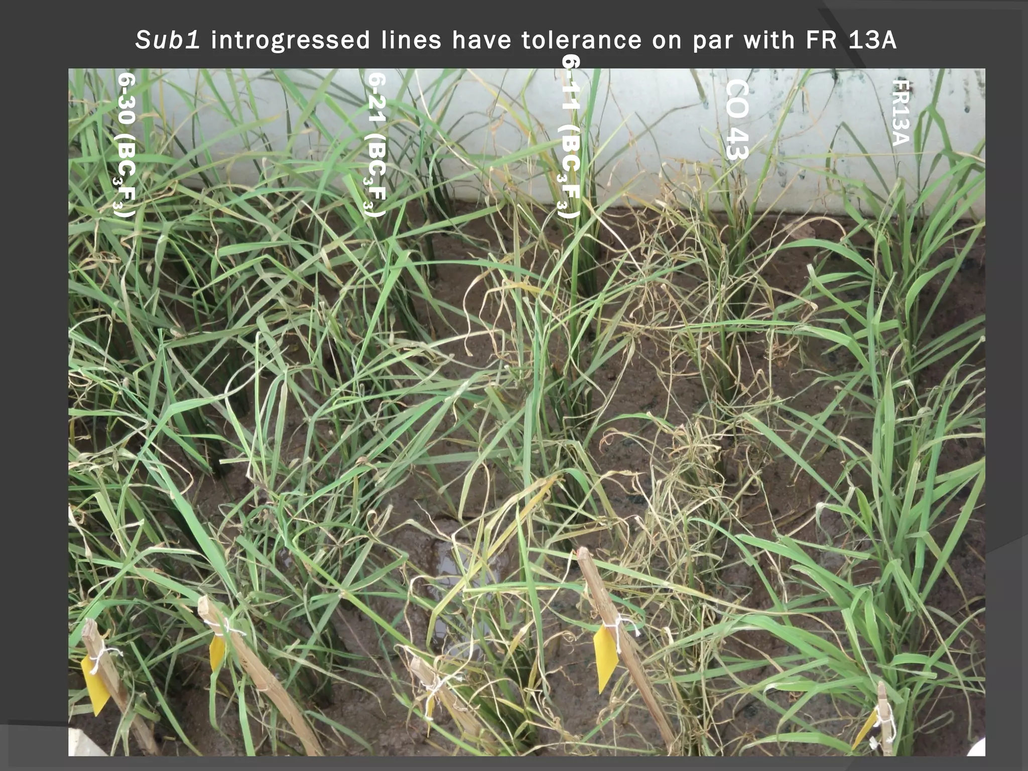 FR13A
CO43
6-11(BC3F3)
6-21(BC3F3)
6-30(BC3F3)
Sub1 introgressed lines have tolerance on par with FR 13A
 