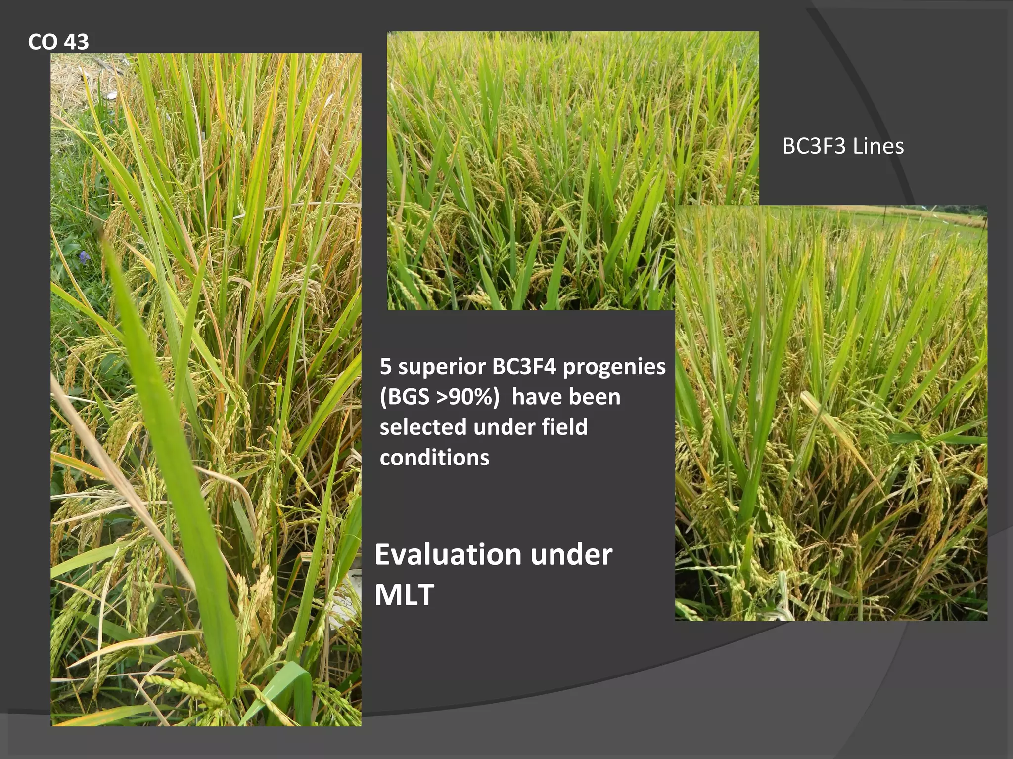 CO 43
BC3F3 Lines
5 superior BC3F4 progenies
(BGS >90%) have been
selected under field
conditions
Evaluation under
MLT
 