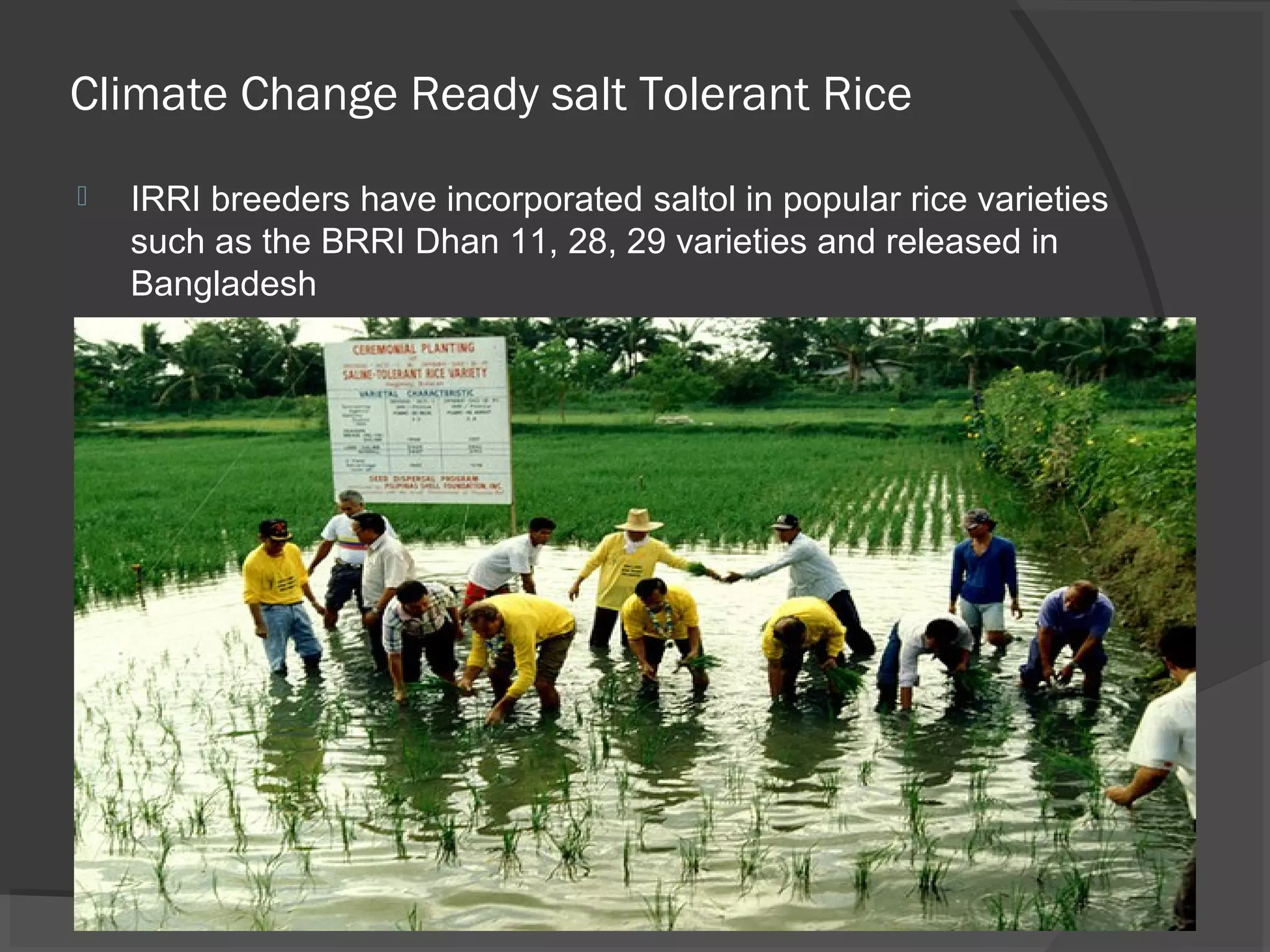 Climate Change Ready salt Tolerant Rice
 IRRI breeders have incorporated saltol in popular rice varieties
such as the BRRI Dhan 11, 28, 29 varieties and released in
Bangladesh
 
