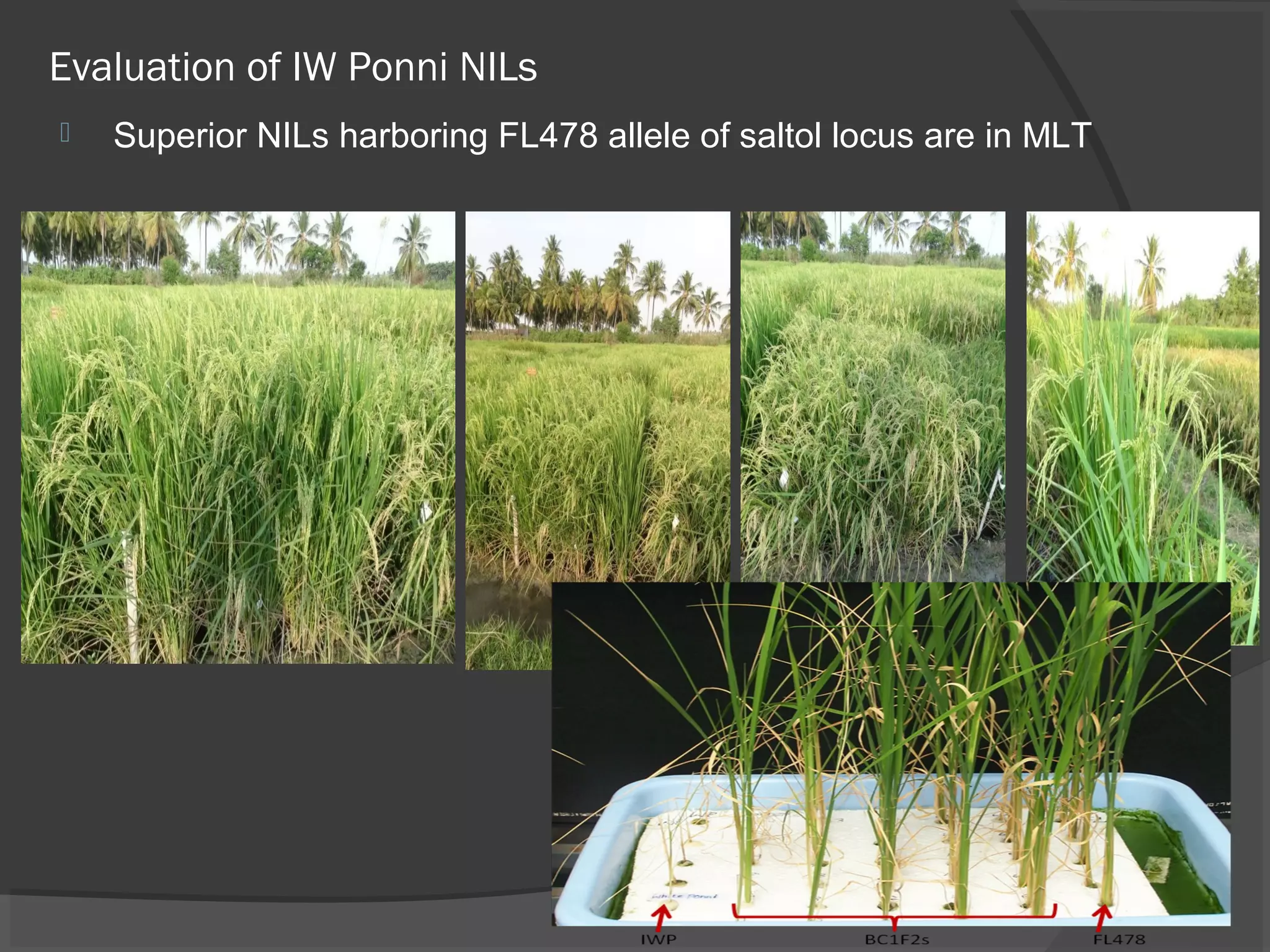 Evaluation of IW Ponni NILs
 Superior NILs harboring FL478 allele of saltol locus are in MLT
 