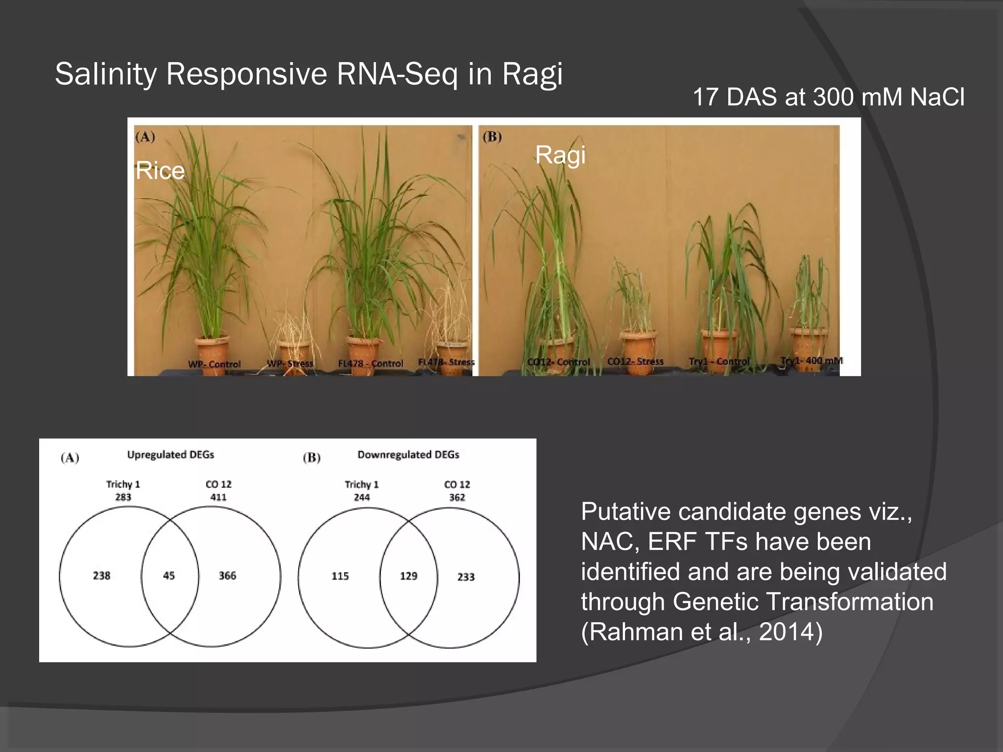 Salinity Responsive RNA-Seq in Ragi
Rice
Ragi
17 DAS at 300 mM NaCl
Putative candidate genes viz.,
NAC, ERF TFs have been
identified and are being validated
through Genetic Transformation
(Rahman et al., 2014)
 