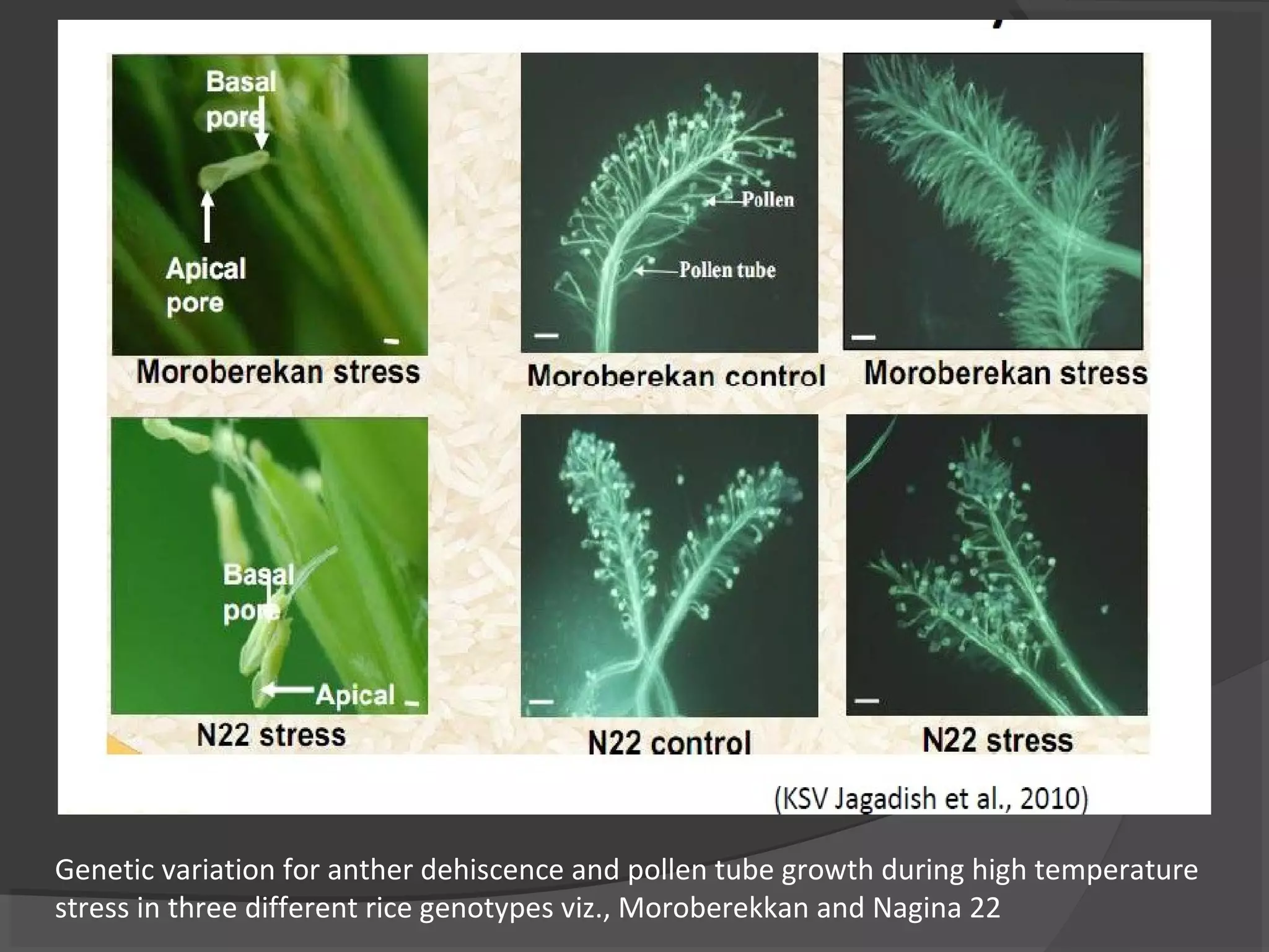 Genetic variation for anther dehiscence and pollen tube growth during high temperature
stress in three different rice genotypes viz., Moroberekkan and Nagina 22
 