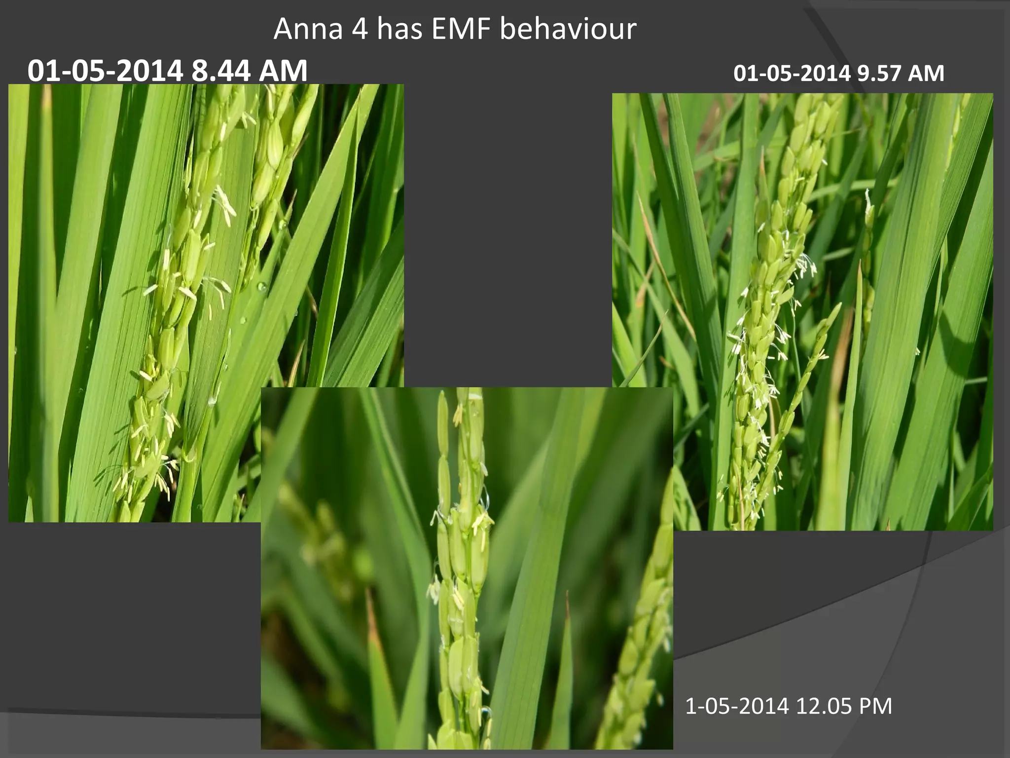 01-05-2014 8.44 AM
Anna 4 has EMF behaviour
01-05-2014 9.57 AM
1-05-2014 12.05 PM
 