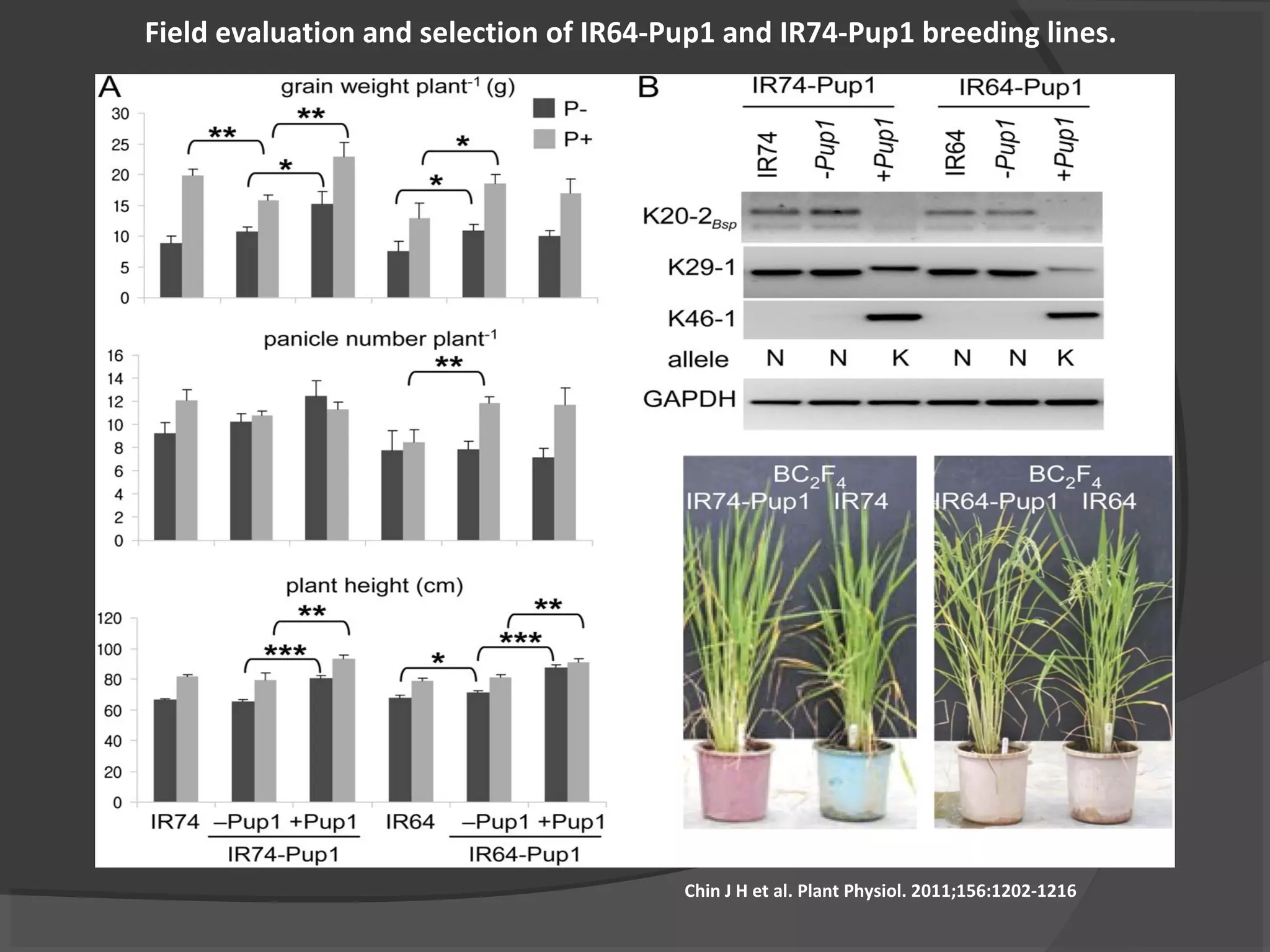 Field evaluation and selection of IR64-Pup1 and IR74-Pup1 breeding lines.
Chin J H et al. Plant Physiol. 2011;156:1202-1216
 