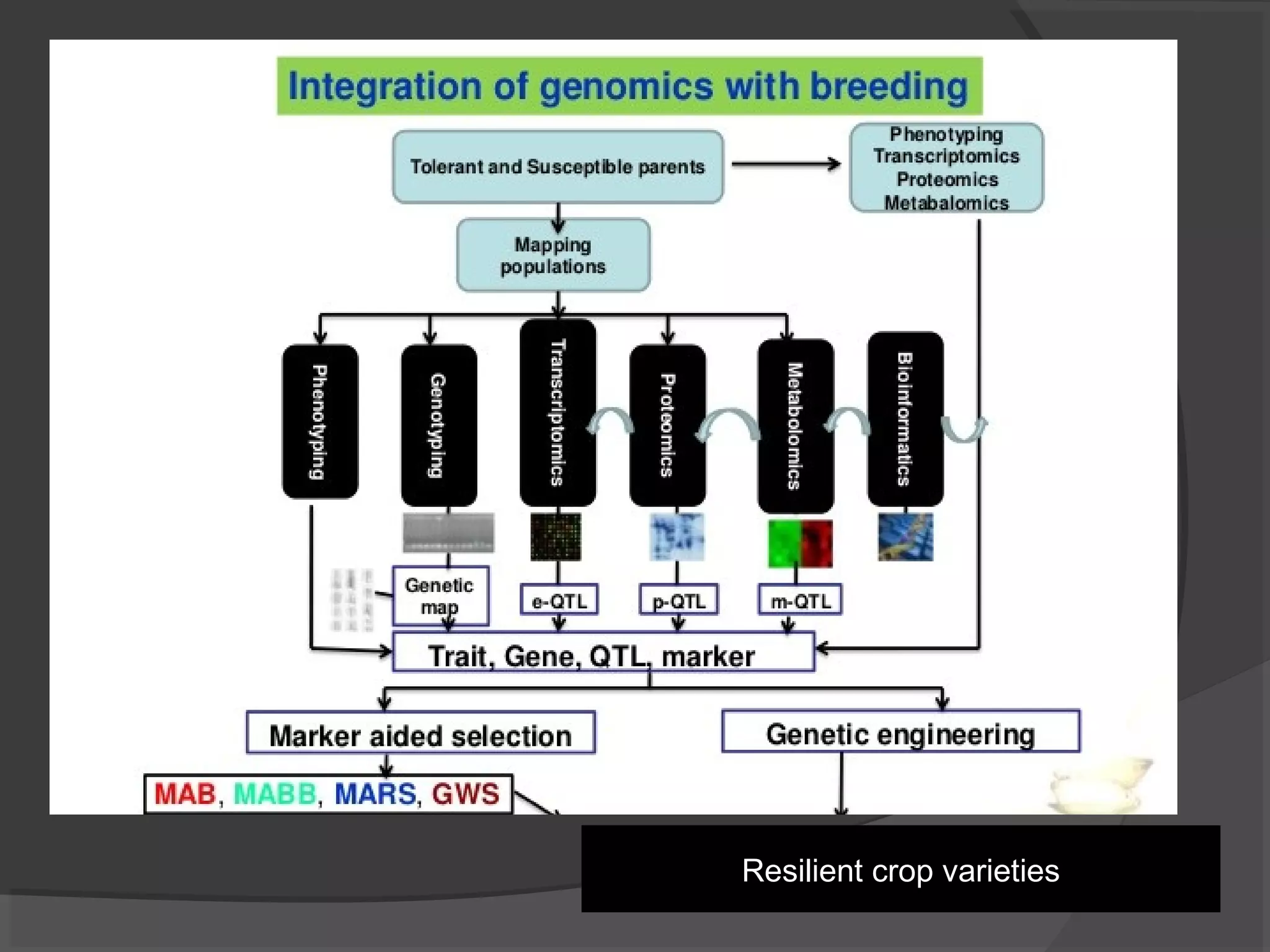 Resilient crop varieties
 