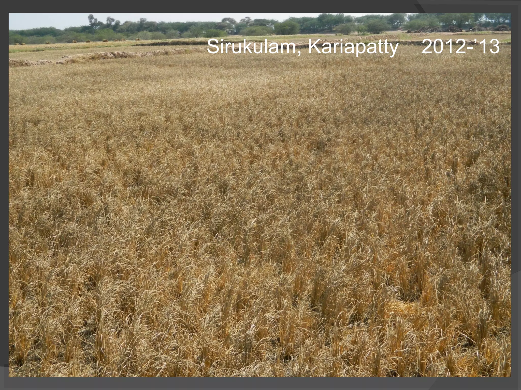 Sirukulam, Kariapatty 2012-’13
 