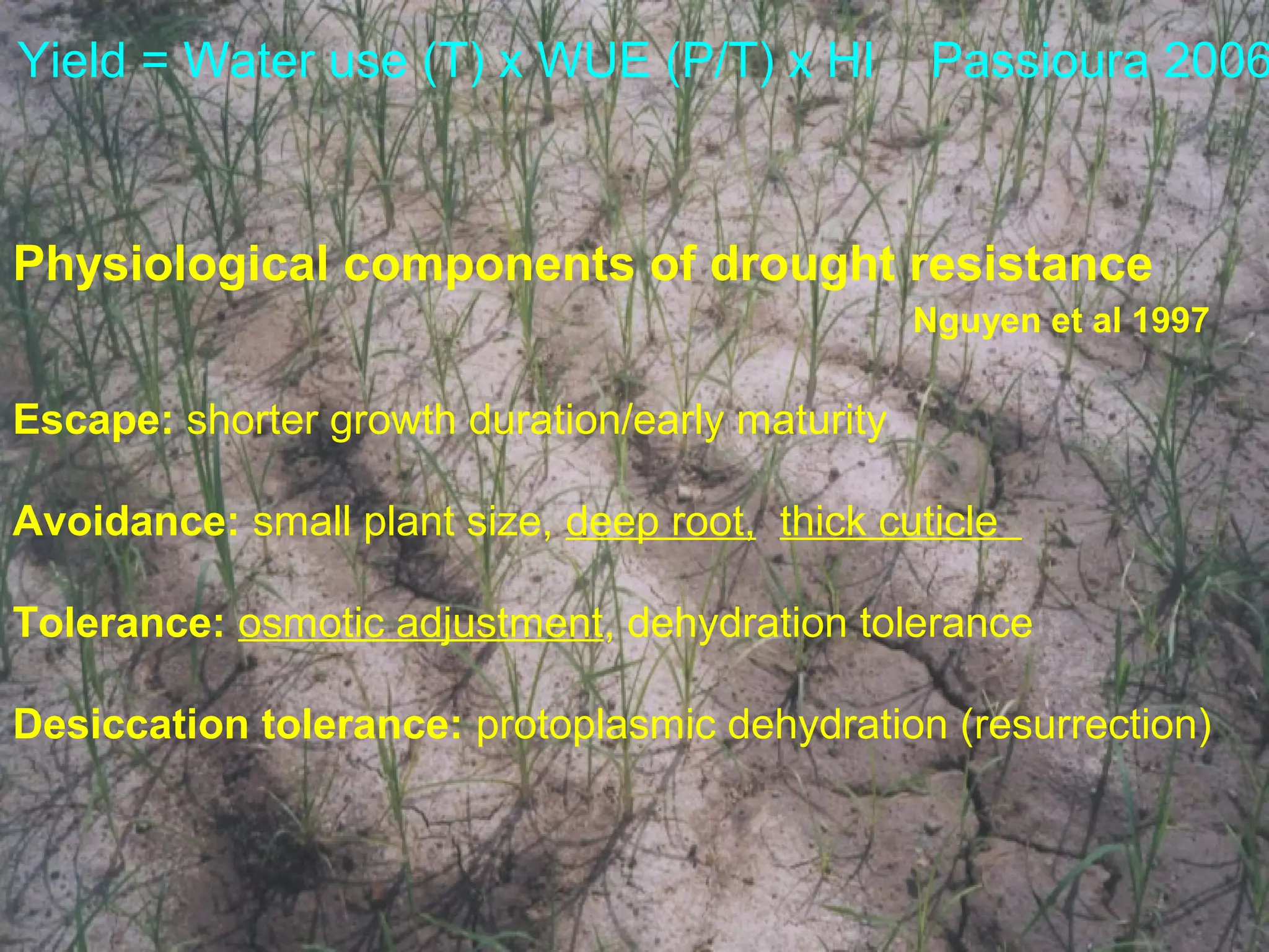 Physiological components of drought resistance
Nguyen et al 1997
Escape: shorter growth duration/early maturity
Avoidance: small plant size, deep root, thick cuticle
Tolerance: osmotic adjustment, dehydration tolerance
Desiccation tolerance: protoplasmic dehydration (resurrection)
Yield = Water use (T) x WUE (P/T) x HI Passioura 2006
 