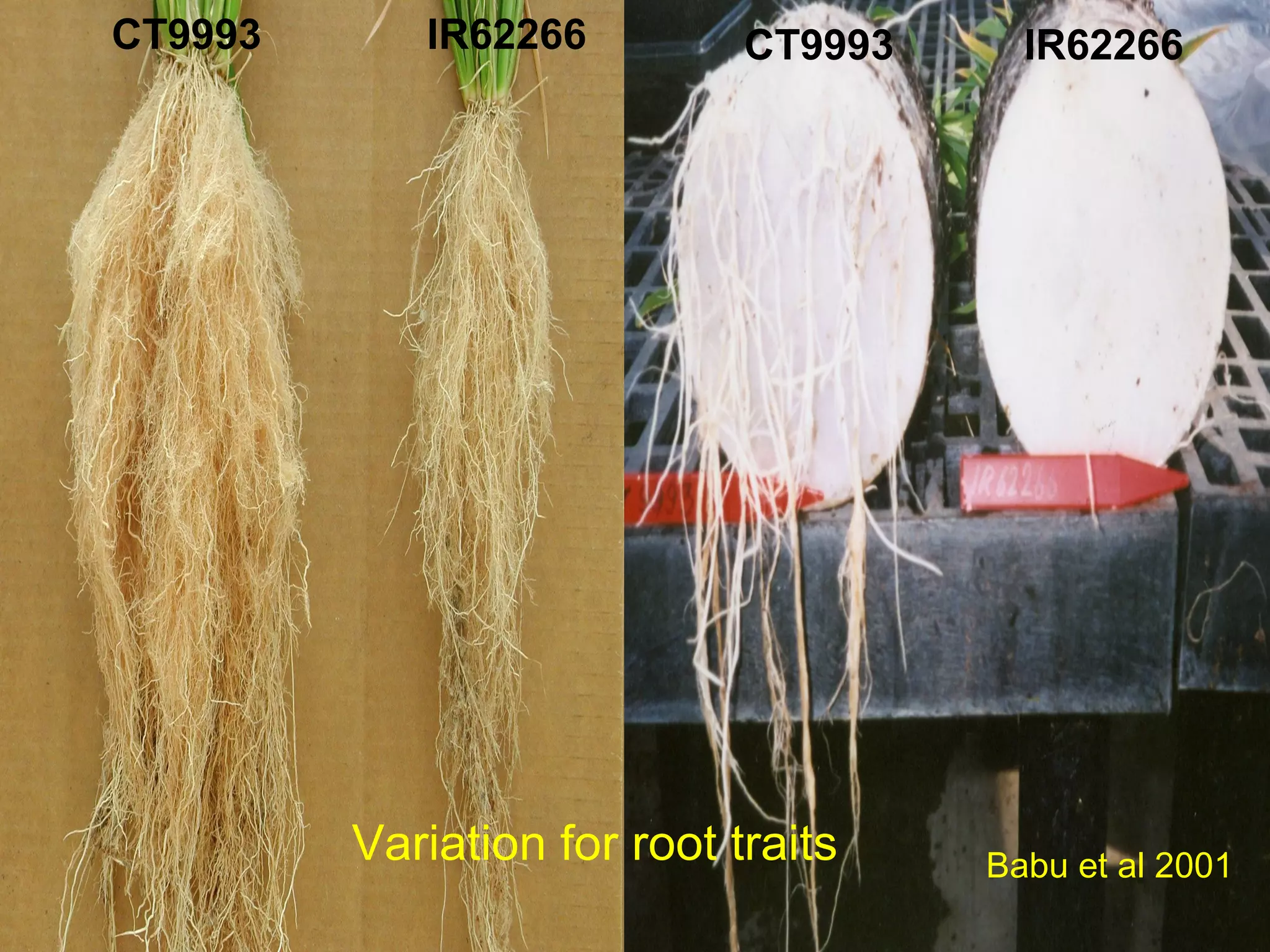 CT9993 IR62266 CT9993 IR62266
Babu et al 2001
Variation for root traits
 