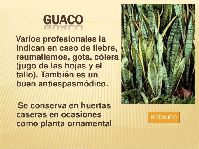 The gallery for --> Culantrillo” src=”http://www.tlahui.com/herbolaria/images/serjania_schiedeana.png” alt=”The gallery for –> Culantrillo”><img height= PLANTAS MEDICINALES DEL PUTUMAYO