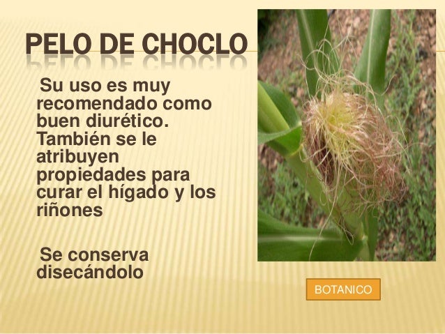 Plantas Medicinales Del Putumayo