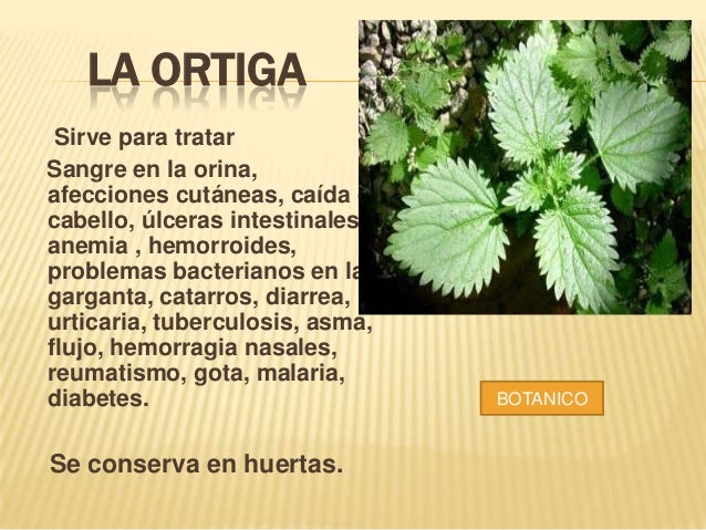Plantas Medicinales Del Putumayo