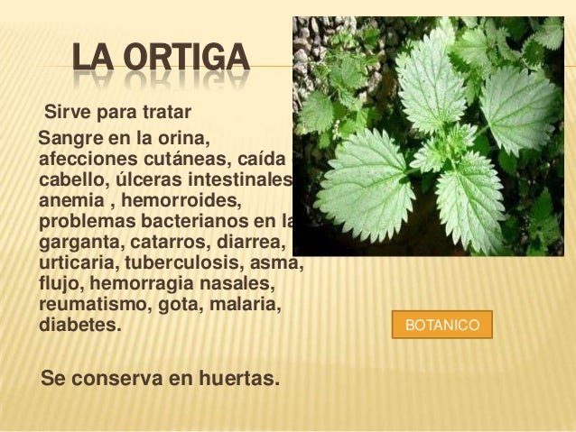 PLANTAS MEDICINALES DEL PUTUMAYO PLANTAS MEDICINALES DEL PUTUMAYO