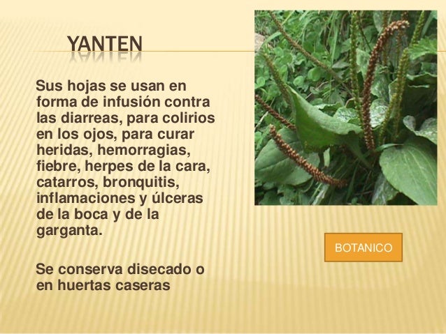 Plantas Medicinales Del Putumayo