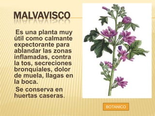 MALVAVISCO
Es una planta muy
útil como calmante
expectorante para
ablandar las zonas
inflamadas, contra
la tos, secreciones
bronquiales, dolor
de muela, llagas en
la boca.
Se conserva en
huertas caseras.
BOTANICO
 
