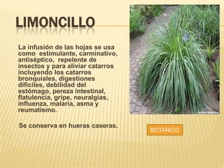 LIMONCILLO
La infusión de las hojas se usa
como estimulante, carminativo,
antiséptico, repelente de
insectos y para aliviar catarros
incluyendo los catarros
bronquiales, digestiones
difíciles, debilidad del
estómago, pereza intestinal,
flatulencia, gripe, neuralgias,
influenza, malaria, asma y
reumatismo.
Se conserva en hueras caseras.
BOTANICO
 