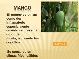 MANGO
El mango se utiliza
como des
inflamatorio
especialmente
cuando se presenta
dolor de
muela, utilizando los
cogollos.
Se conserva en
climas fríos, cálidos
BOTANICO
 