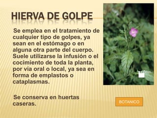 HIERVA DE GOLPE
Se emplea en el tratamiento de
cualquier tipo de golpes, ya
sean en el estómago o en
alguna otra parte del cuerpo.
Suele utilizarse la infusión o el
cocimiento de toda la planta,
por vía oral o local, ya sea en
forma de emplastos o
cataplasmas.
Se conserva en huertas
caseras. BOTANICO
 