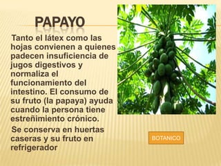 PAPAYO
Tanto el látex como las
hojas convienen a quienes
padecen insuficiencia de
jugos digestivos y
normaliza el
funcionamiento del
intestino. El consumo de
su fruto (la papaya) ayuda
cuando la persona tiene
estreñimiento crónico.
Se conserva en huertas
caseras y su fruto en
refrigerador
BOTANICO
 