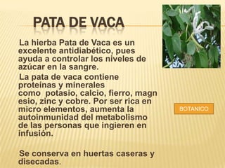 PATA DE VACA
La hierba Pata de Vaca es un
excelente antidiabético, pues
ayuda a controlar los niveles de
azúcar en la sangre.
La pata de vaca contiene
proteínas y minerales
como potasio, calcio, fierro, magn
esio, zinc y cobre. Por ser rica en
micro elementos, aumenta la
autoinmunidad del metabolismo
de las personas que ingieren en
infusión.
Se conserva en huertas caseras y
disecadas.
BOTANICO
 
