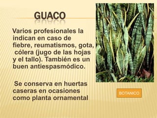GUACO
Varios profesionales la
indican en caso de
fiebre, reumatismos, gota,
cólera (jugo de las hojas
y el tallo). También es un
buen antiespasmódico.
Se conserva en huertas
caseras en ocasiones
como planta ornamental
BOTANICO
 