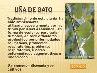 UÑA DE GATO
Tradicionalmente esta planta ha
sido ampliamente
utilizada, especialmente por las
tribus peruanas Asháninca, en
forma de cesiones para tratar
tumores, dolores articulares
producidos por enfermedades
reumáticas, problemas
respiratorios, problemas
respiratorios, ulceras
enfermedades degenerativas e
infecciosas.
Se conserva disecada y en
cultivos.
BOTANICO
 