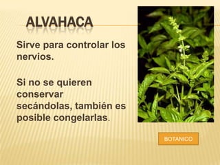 ALVAHACA
Sirve para controlar los
nervios.
Si no se quieren
conservar
secándolas, también es
posible congelarlas.
BOTANICO
 