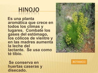 HINOJO
Es una planta
aromática que crece en
todos los climas y
lugares. Combate los
gases del estómago,
los cólicos de vientre y
en las madres aumenta
la leche del
lactante. Se usa como
té tibio.
Se conserva en
huertas caseras y
disecado.
BOTANICO
 