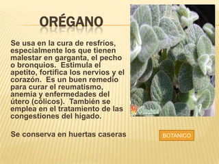 ORÉGANO
Se usa en la cura de resfríos,
especialmente los que tienen
malestar en garganta, el pecho
o bronquios. Estimula el
apetito, fortifica los nervios y el
corazón. Es un buen remedio
para curar el reumatismo,
anemia y enfermedades del
útero (cólicos). También se
emplea en el tratamiento de las
congestiones del hígado.
Se conserva en huertas caseras BOTANICO
 