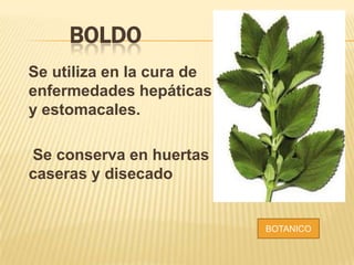 BOLDO
Se utiliza en la cura de
enfermedades hepáticas
y estomacales.
Se conserva en huertas
caseras y disecado
BOTANICO
 