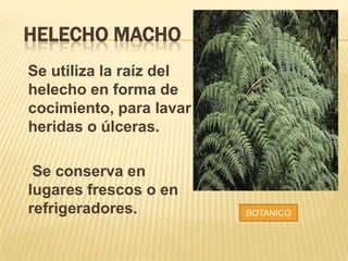 HELECHO MACHO
Se utiliza la raíz del
helecho en forma de
cocimiento, para lavar
heridas o úlceras.
Se conserva en
lugares frescos o en
refrigeradores. BOTANICO
 
